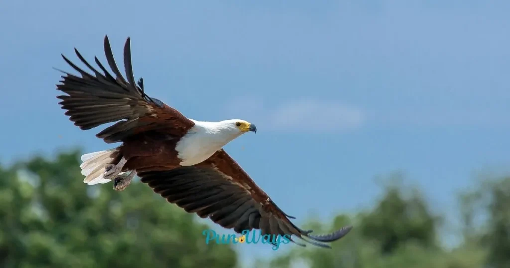 Short Funny Eagle Puns