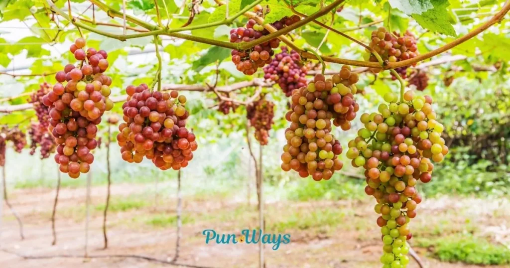 Short Grape Puns