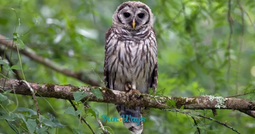 Short Owl Puns
