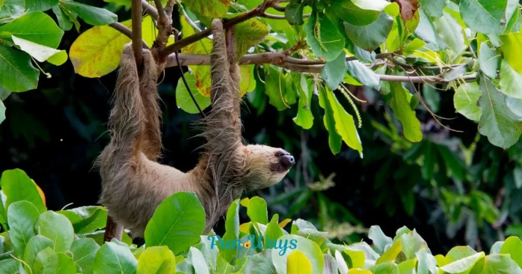 Sloth Puns Captions