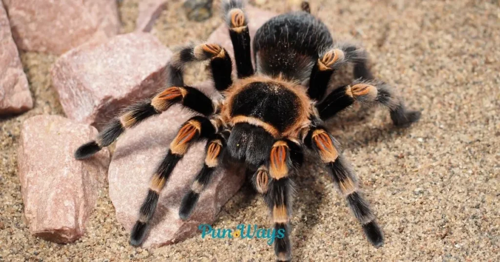 Spider Puns