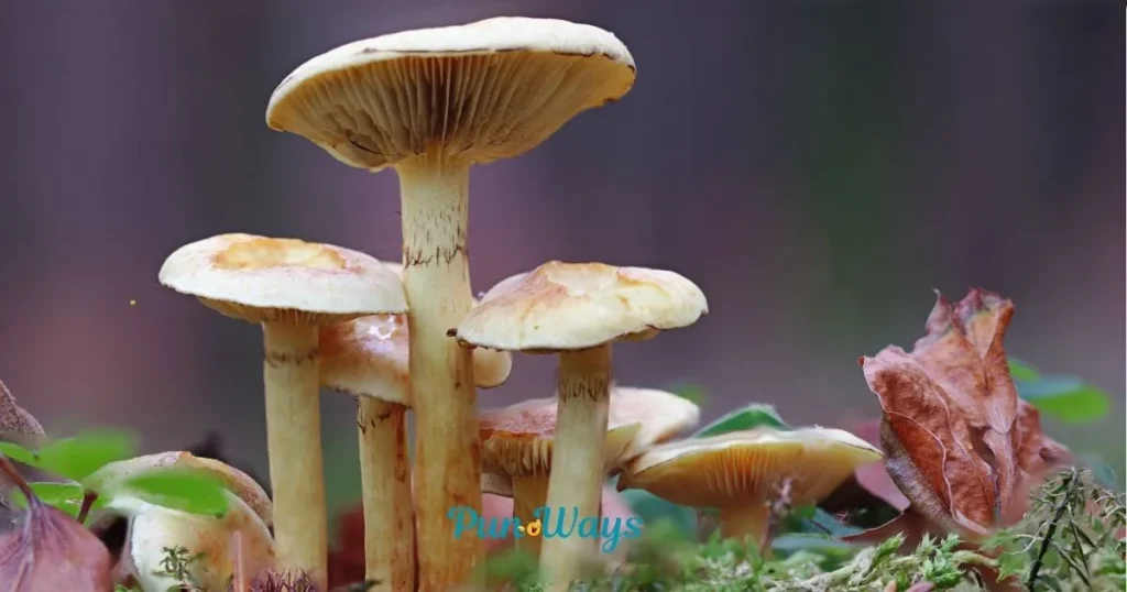Unique Mushroom Puns