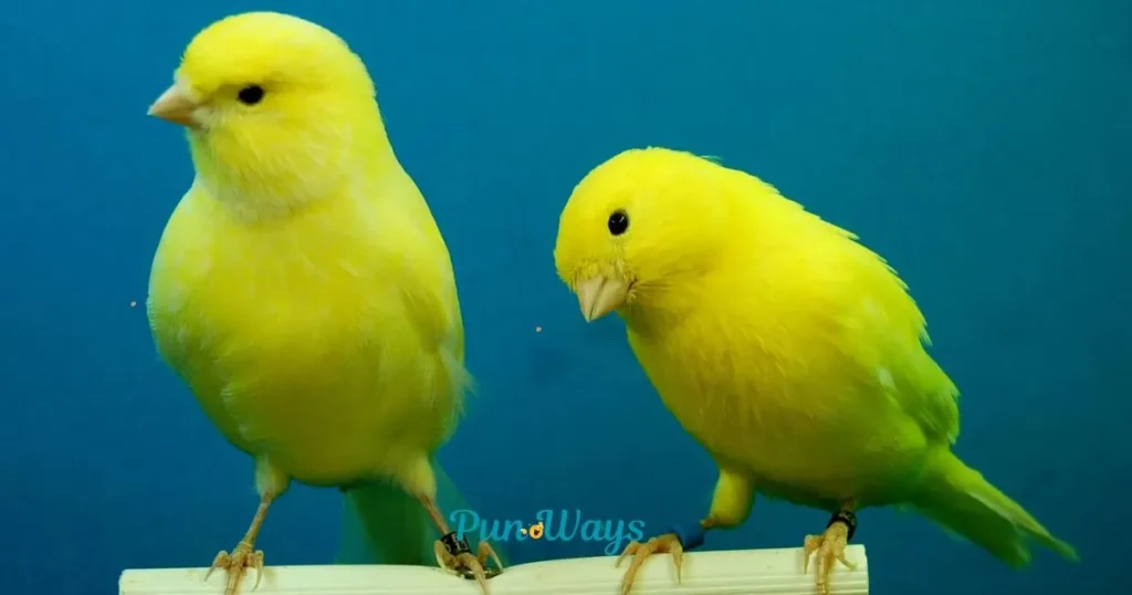 Yellow Jokes And Puns For Adults