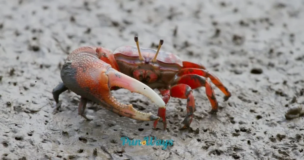 Best Crab Puns