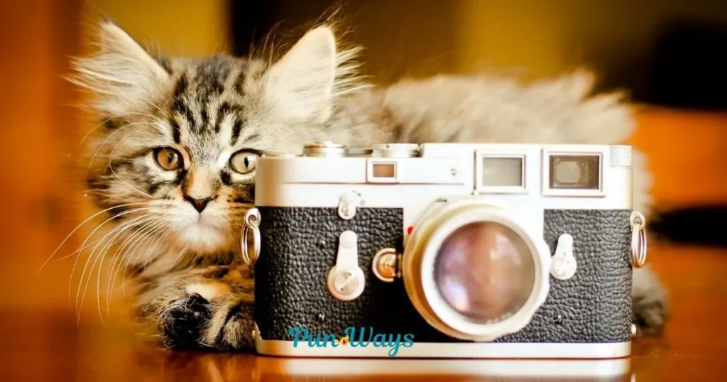 Cat Camera Puns