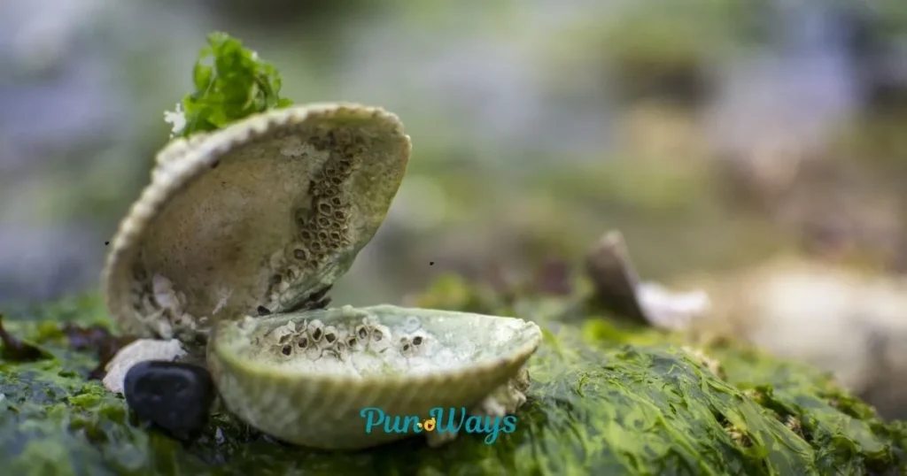 Clever Clam Puns