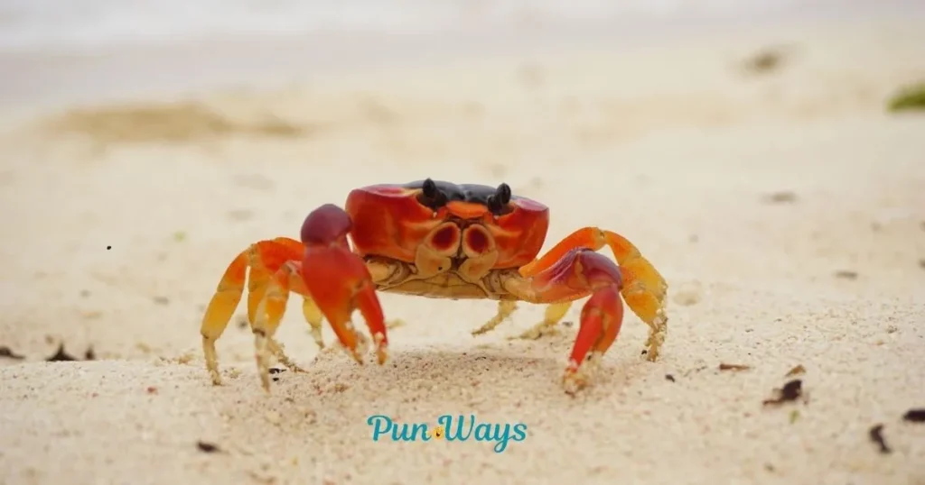Crab Puns