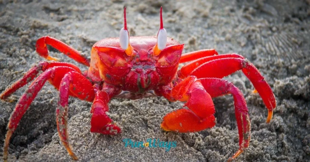 Crab Puns Captions