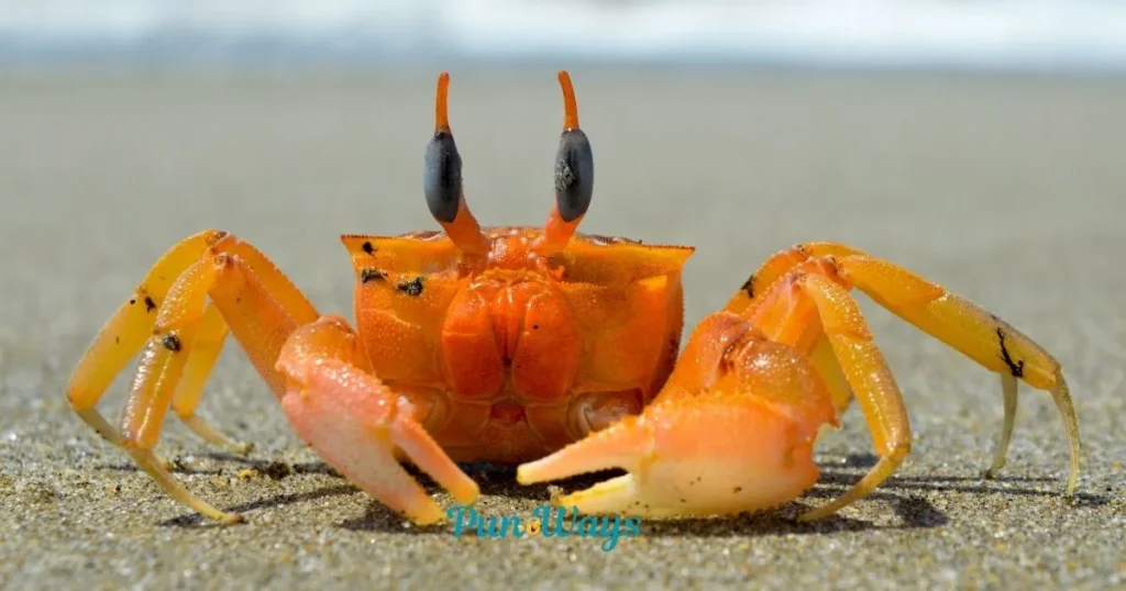 Crab Puns One Liners