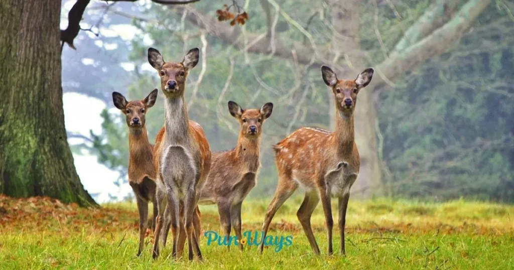 Cute Deer Puns