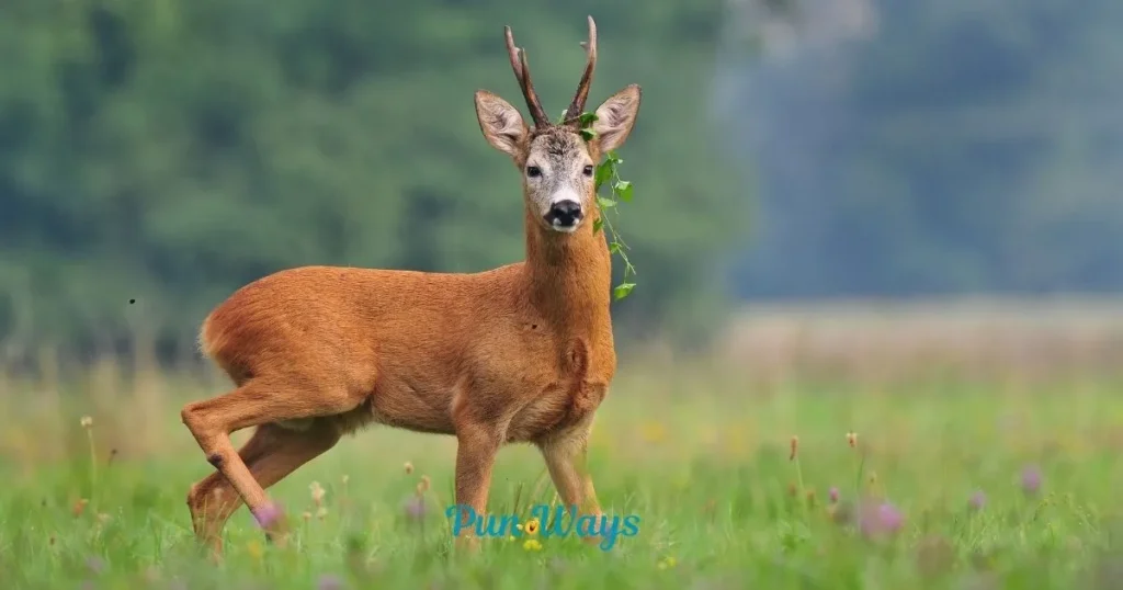Deer Puns