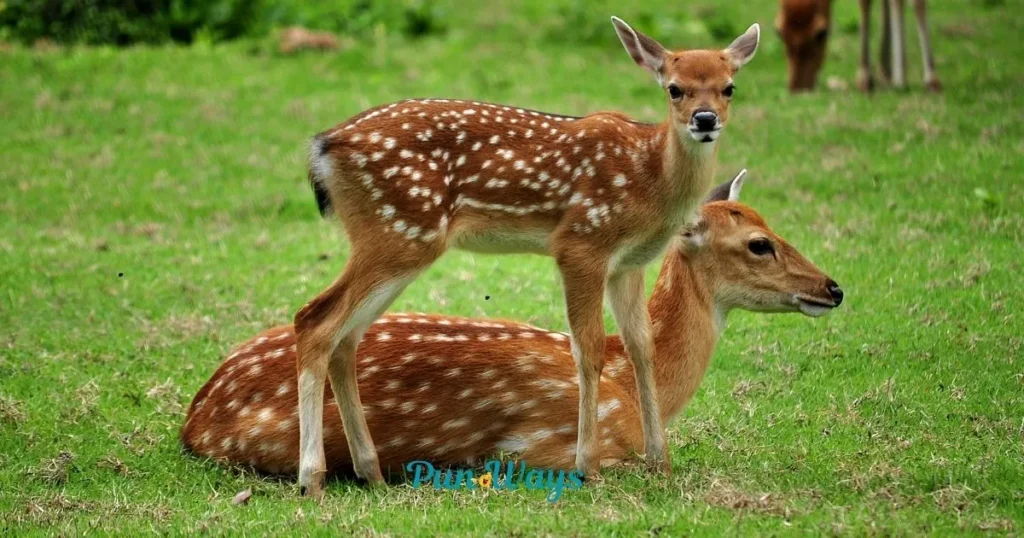 Deer Puns For Teachers