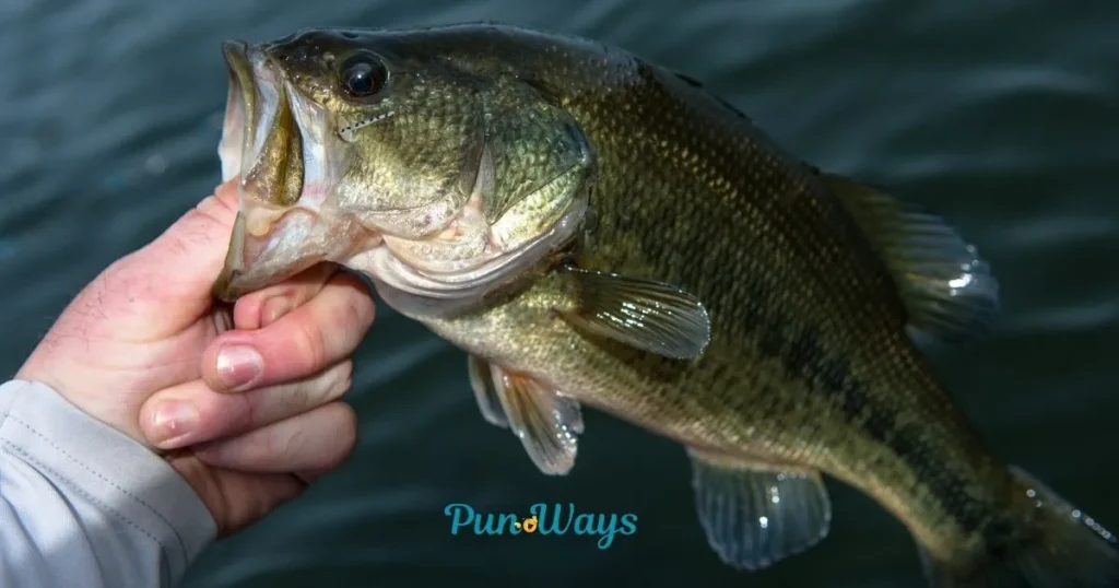 Funny Bass Puns
