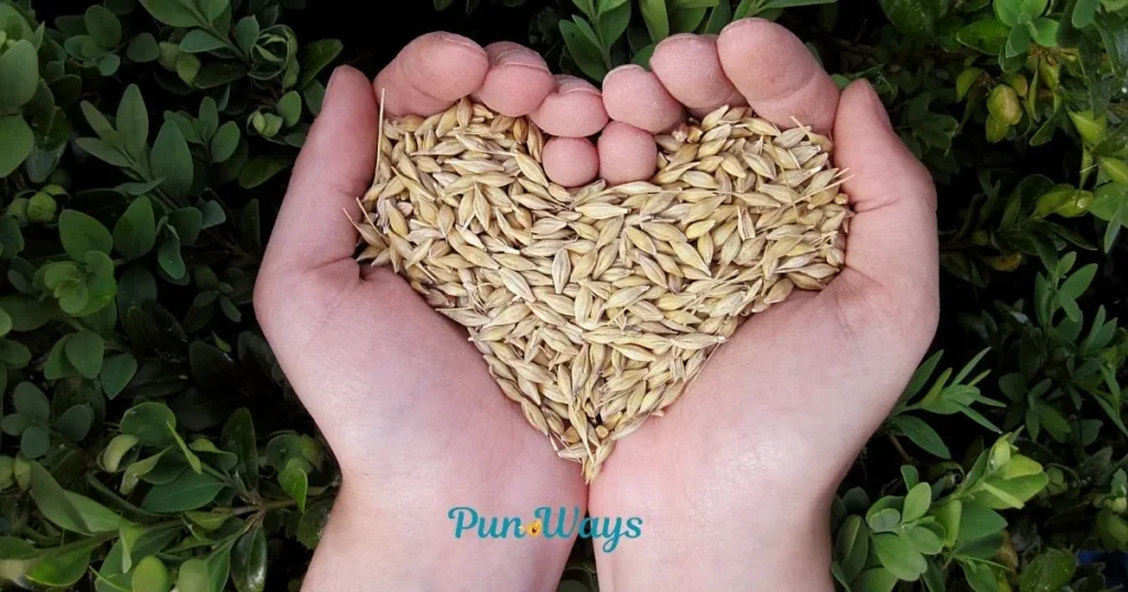 Funny Grain Puns