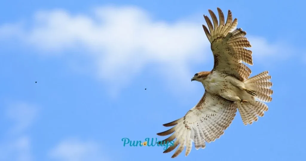 Hawk Puns