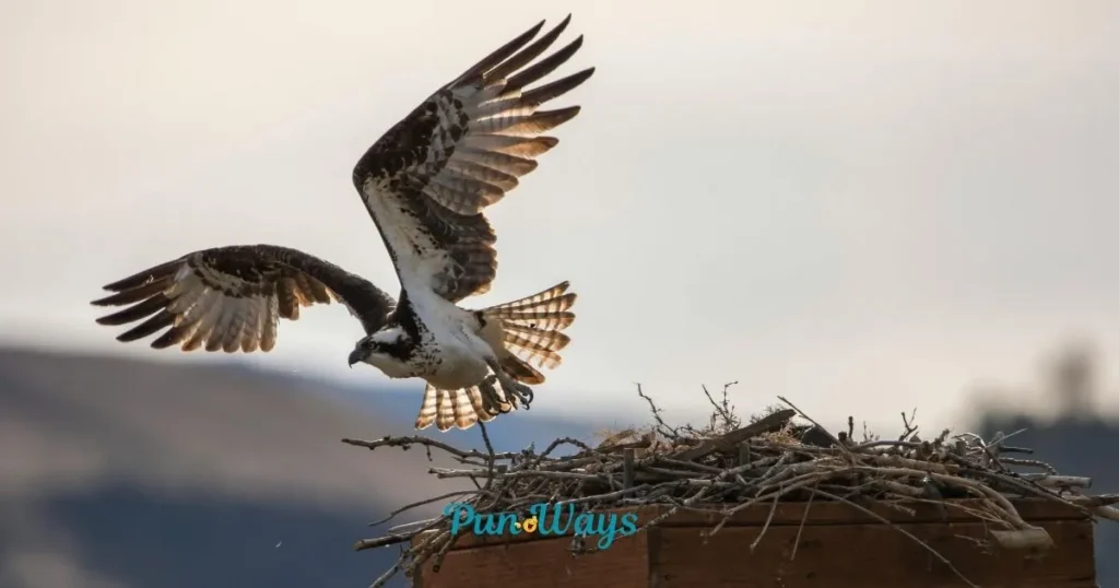 Hawk Puns For Animal Lovers