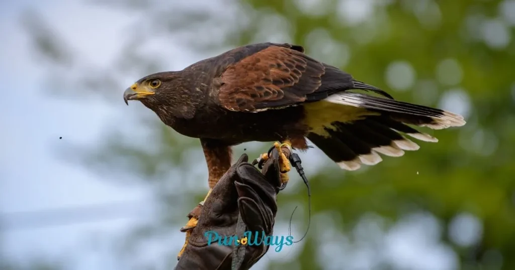 Hawk Puns For Bird Lovers