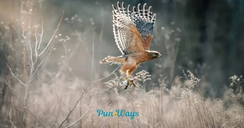 Hawk Puns For Wildlife Enthusiasts