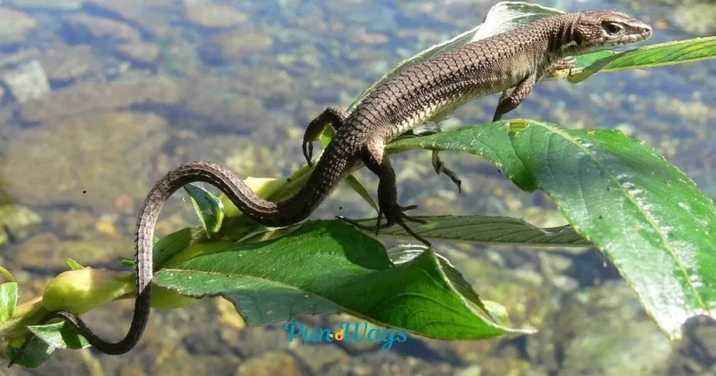 Lizard Puns Reddit
