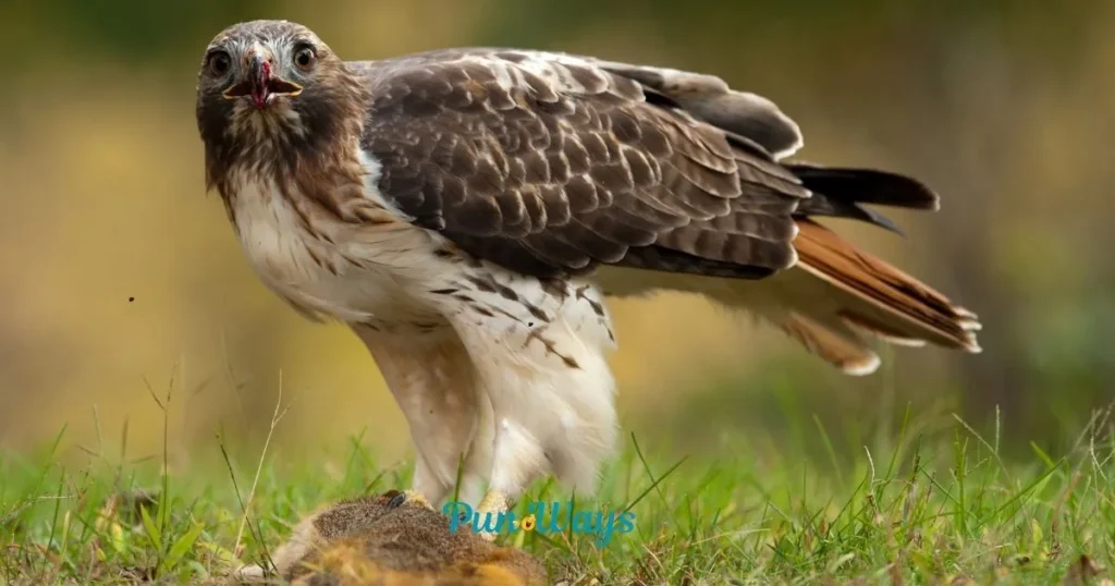 Short Hawk Puns