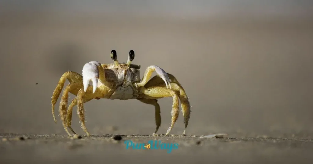 Snow Crab Puns