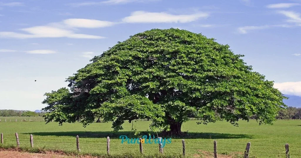 Tree Puns