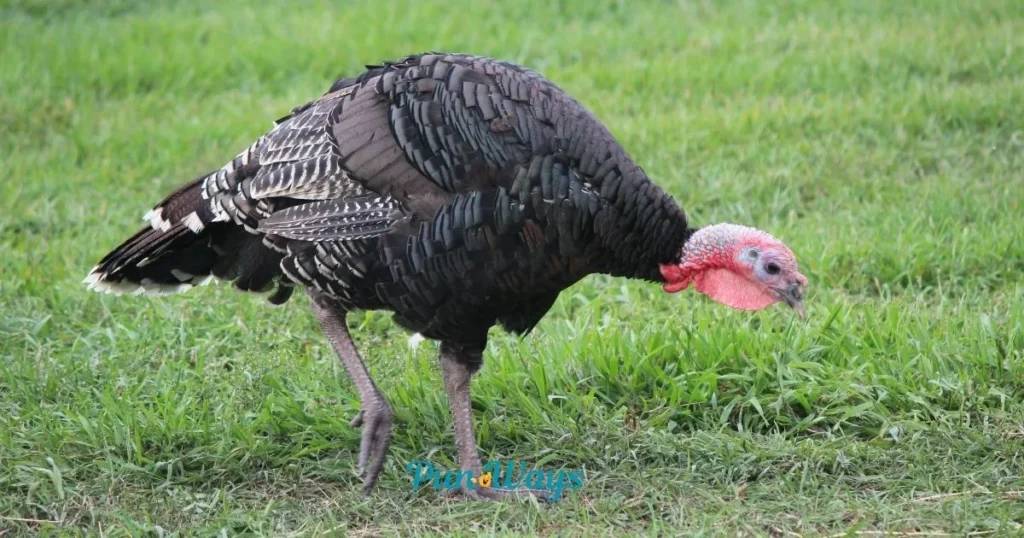Turkey Puns