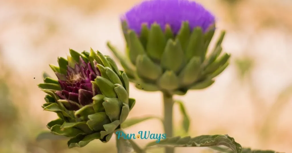 Artichoke Puns For Instagram