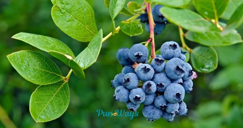 Blueberry Puns