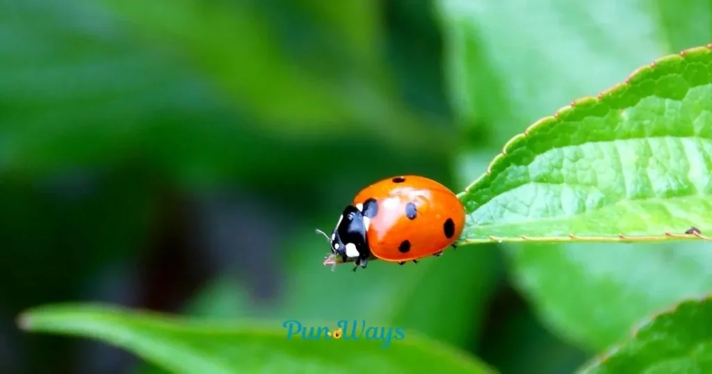 Bug Puns Punpedia