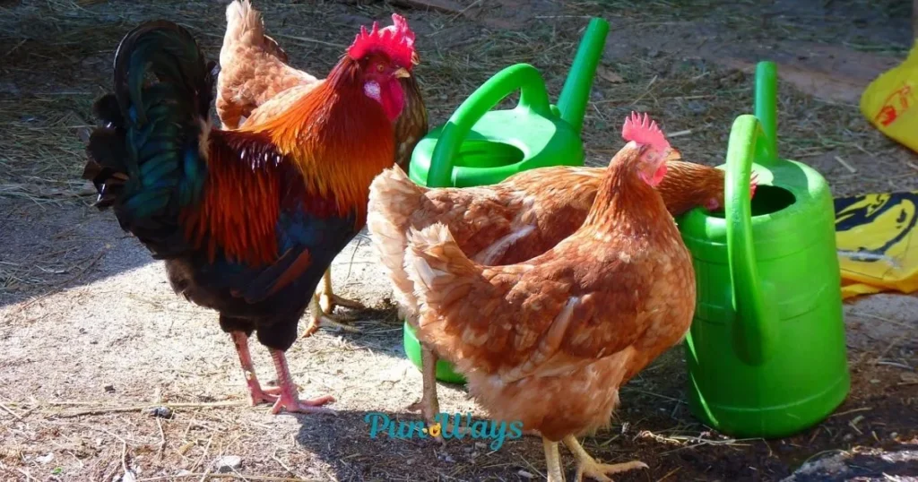 Chicken Puns Reddit