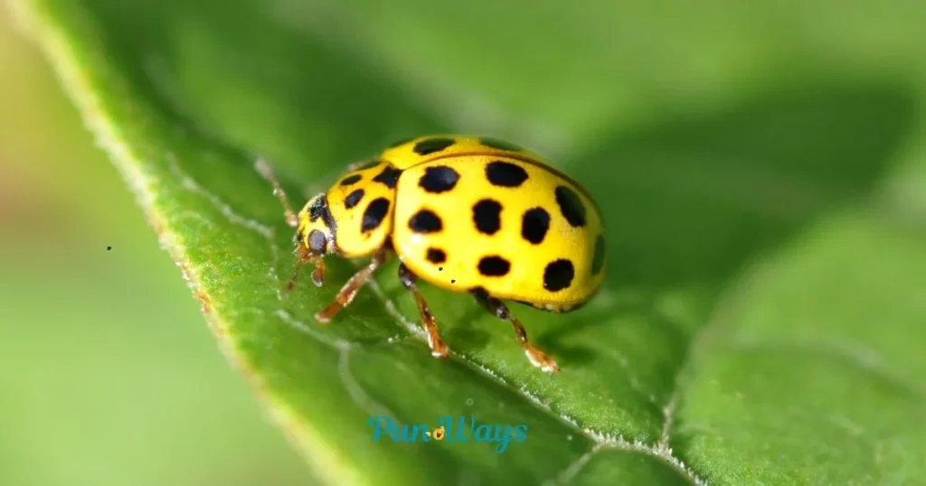 Smart Bug Humor