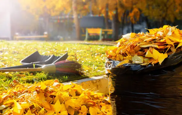 Leaf Raking and Yard Cleanup: Turning Fall Foliage into Compost Gold